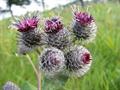 Arctium Tomentosum